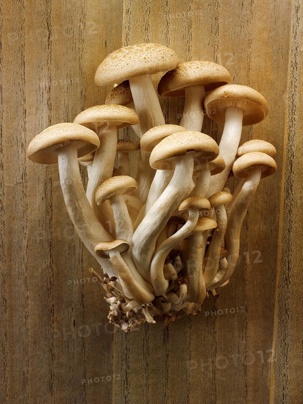 Raw fresh organic Hon-Shimeji mushrooms