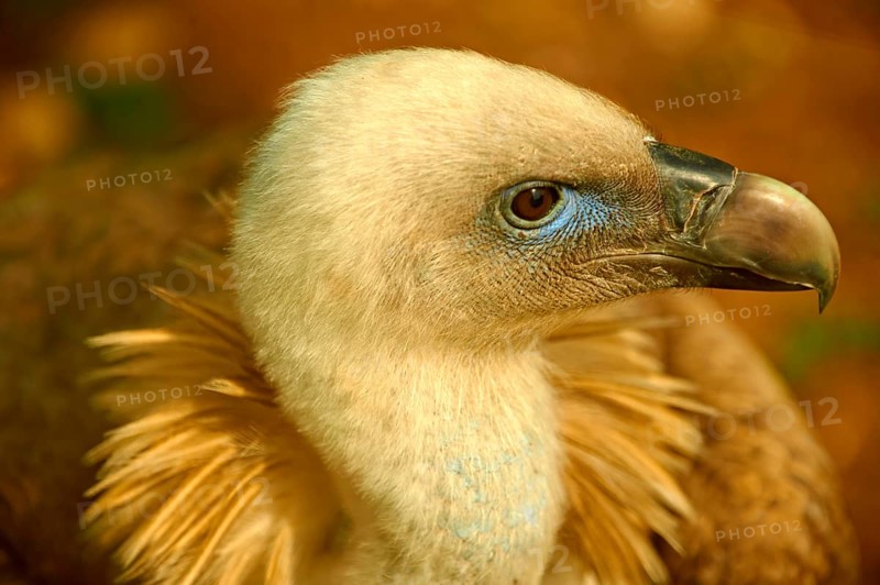 Griffon Vulture (Gyps fulvus)