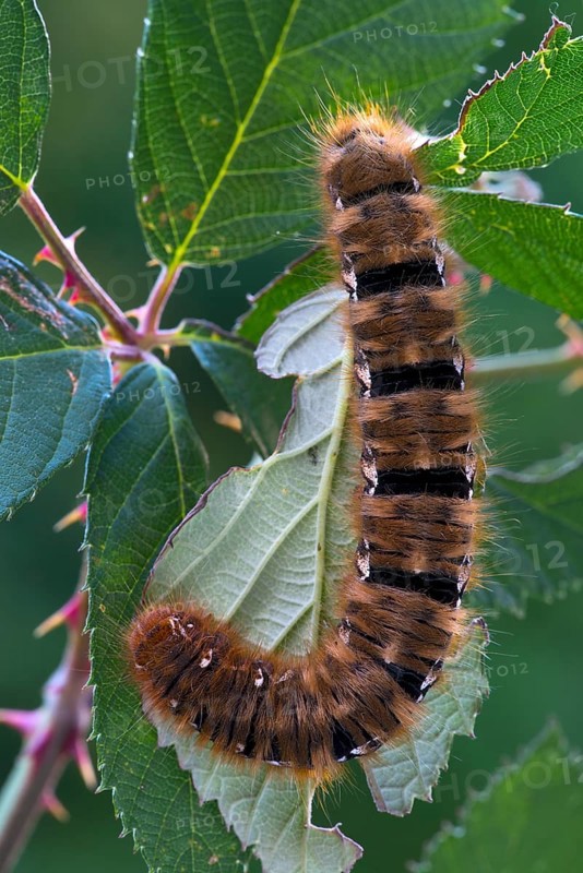 Caterpillar of an Oak Eggar Moth (Lasiocampa quercus)