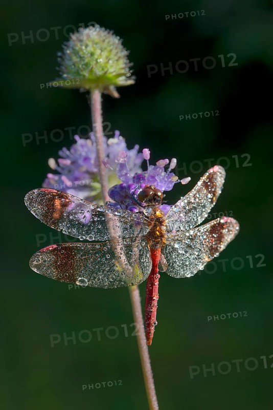 Banded Darter (Sympetrum pedemontanum)