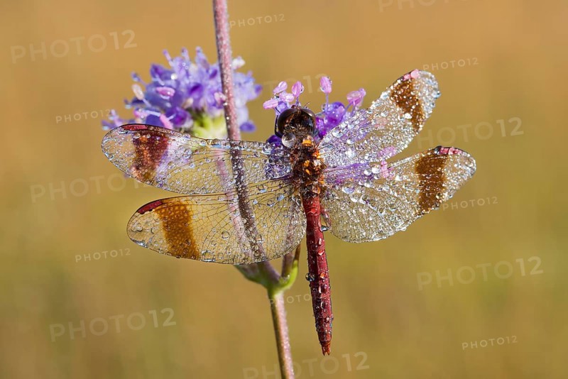 Banded Darter (Sympetrum pedemontanum)