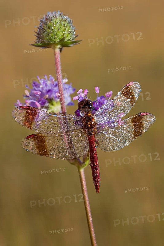 Banded Darter (Sympetrum pedemontanum)