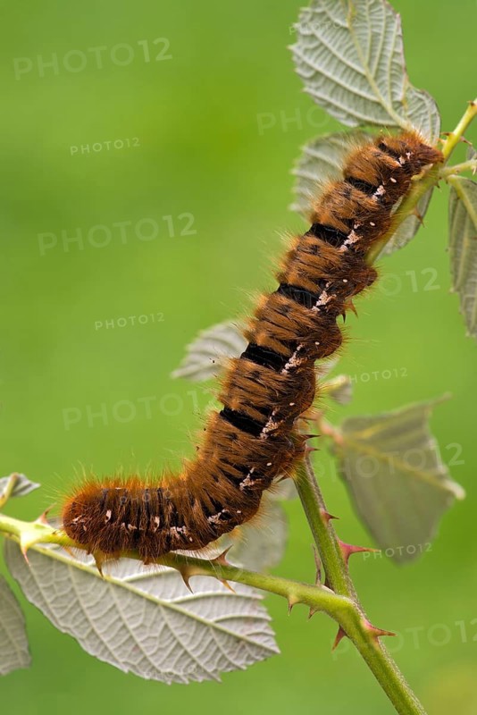 Caterpillar of an Oak Eggar Moth (Lasiocampa quercus)