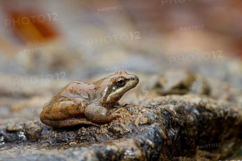 Pyrenean Frog (Rana pyrenaica)