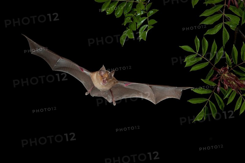 Greater Horseshoe Bat (Rhinolophus ferrumequinum) in flight