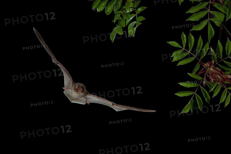Schreiber's Bent-winged Bat (Miniopterus scheibersii) in flight