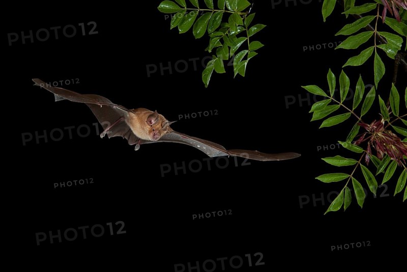 Greater Horseshoe Bat (Rhinolophus ferrumequinum) in flight