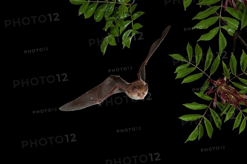 Mehely's Horseshoe Bat (Rhinolophus mehelyi) in flight