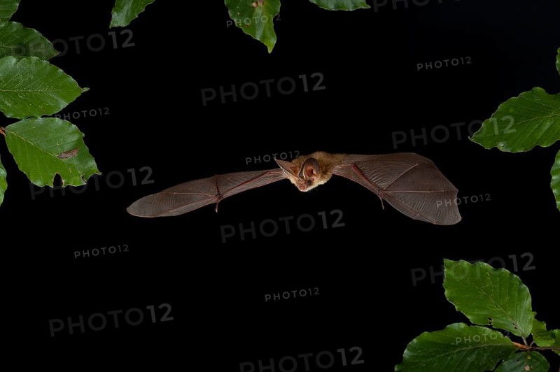 Brown Long-eared Bat (Plecotus auritus) in flight