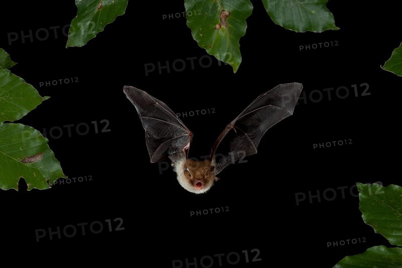 Natterer's Bat (Myotis nattereri) in flight
