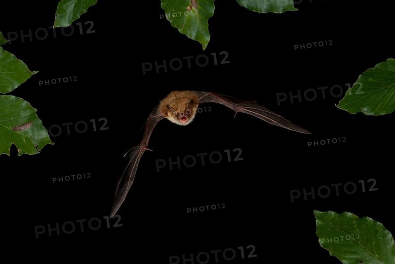 Natterer's Bat (Myotis nattereri) in flight