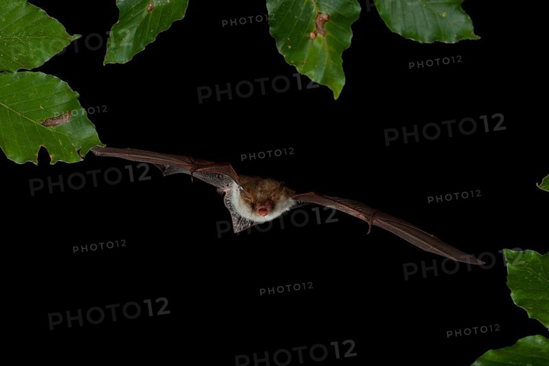 Natterer's Bat (Myotis nattereri) in flight