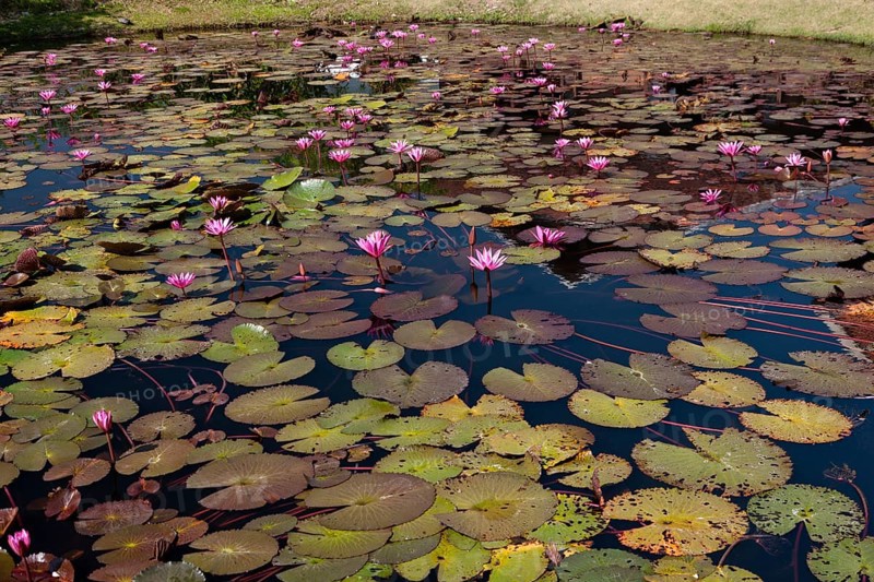 Lotus pond with Lotus (Nelumbo) flowers
