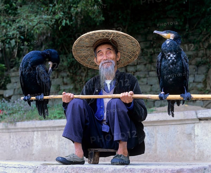 Cormorant fisherman with Great Cormorants (Phalacrocorax carbo) on the Li Jiang River