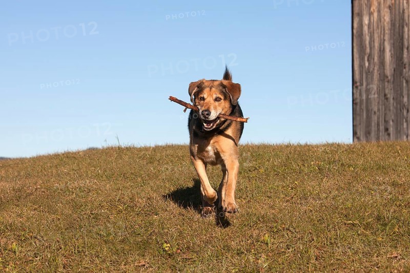 Mongrel