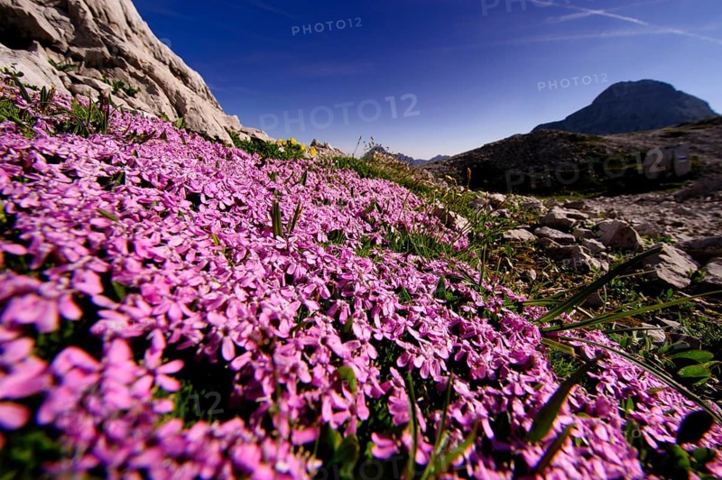 Rock Soapwort (Saponaria ocymoides) in front of panorama with peaks