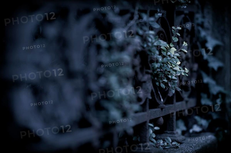 Ivy (Hedera helix) with fence