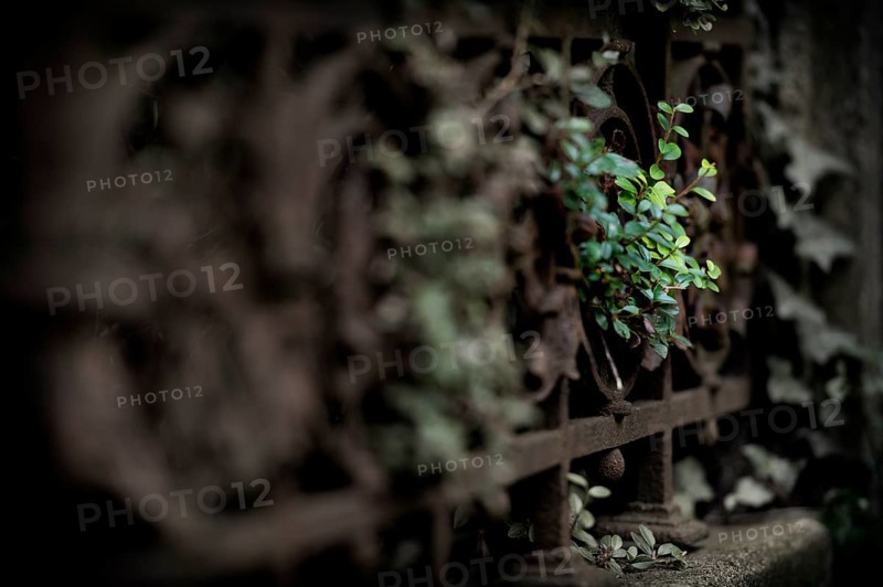 Ivy (Hedera helix) with fence
