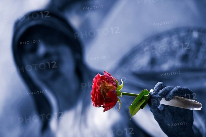 Madonna and rose (Rosa)