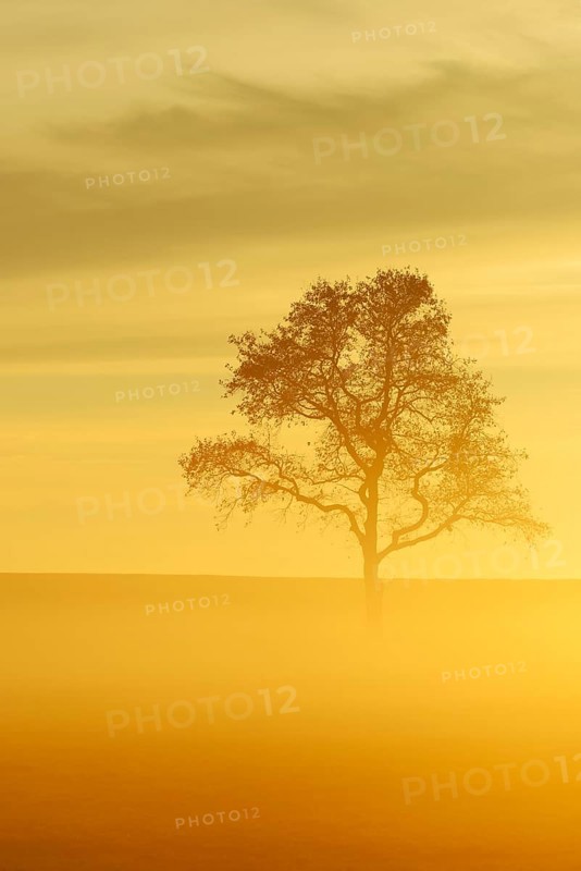 English Oak or Pedunculate Oak (Quercus robur