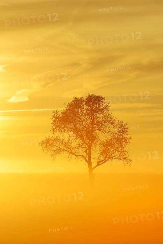 English Oak or Pedunculate Oak (Quercus robur