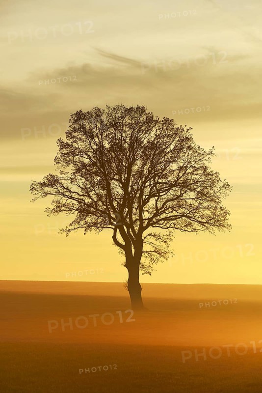 English Oak or Pedunculate Oak (Quercus robur