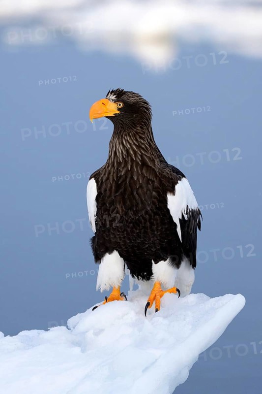 Steller's Sea Eagle (Haliaeetus pelagicus) perched on floating ice