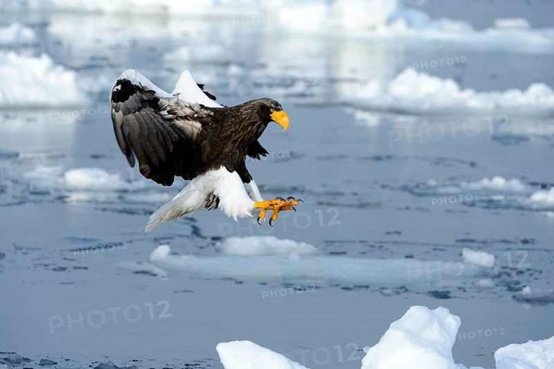 Steller's Sea Eagle (Haliaeetus pelagicus) in flight above floating ice