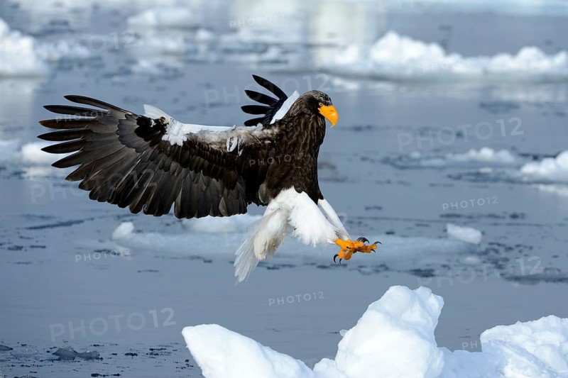 Steller's Sea Eagle (Haliaeetus pelagicus) in flight above floating ice