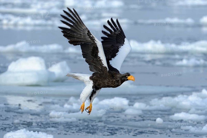 Steller's Sea Eagle (Haliaeetus pelagicus) in flight above floating ice