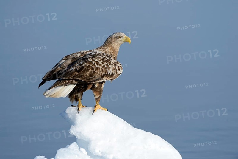 White-tailed Eagle or Sea Eagle (Haliaeetus albicilla) perched on an ice floe