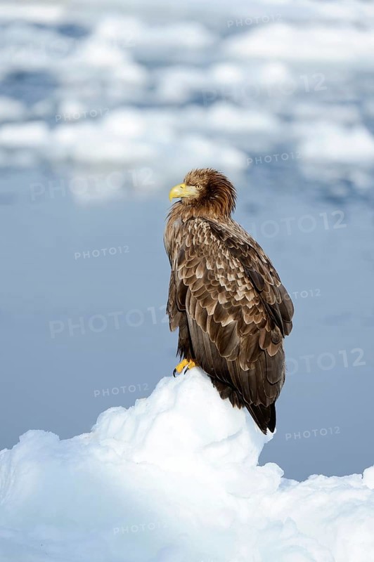 White-tailed Eagle or Sea Eagle (Haliaeetus albicilla)