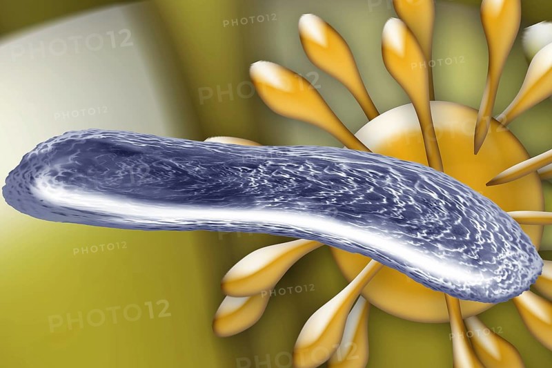Bacteria and a virus