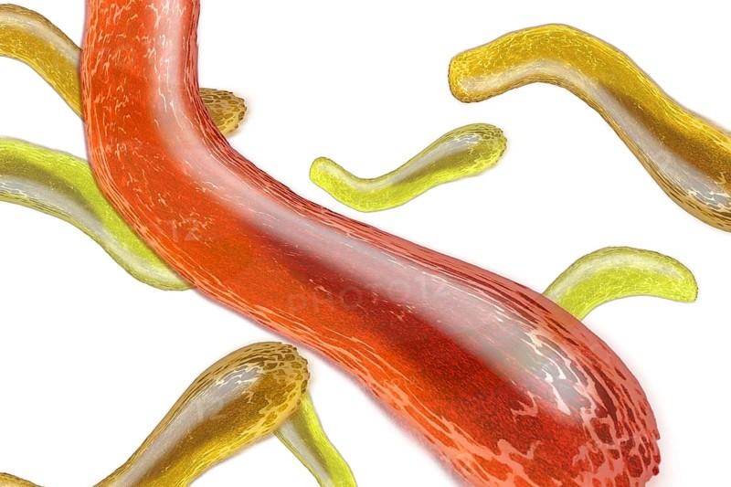 Bacteria