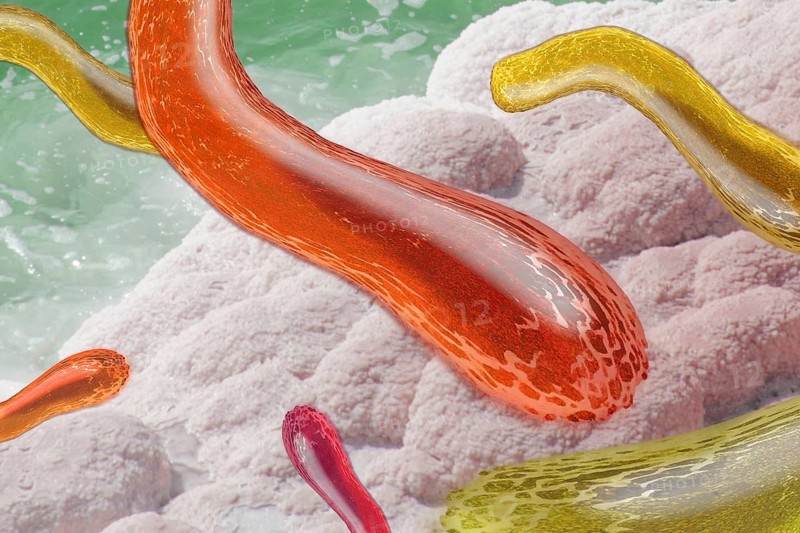 Bacteria
