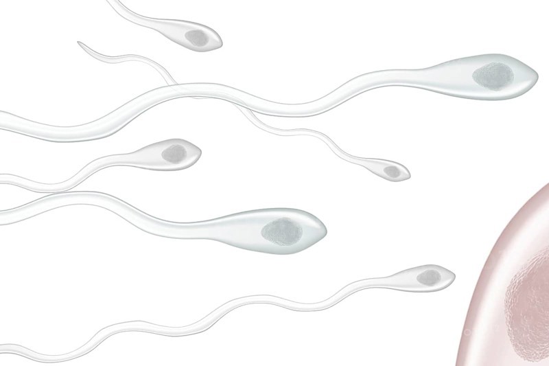 Sperm fertilizing an ovum