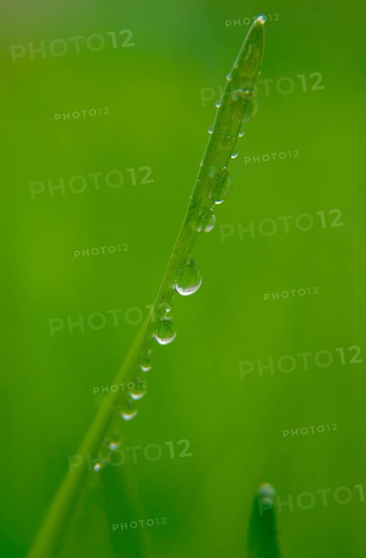 Blade of grass with water droplets