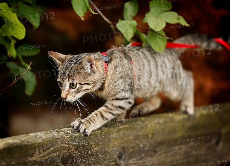 Brown tabby cat