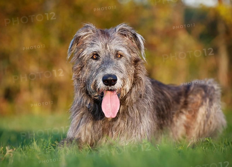 Irish Wolfhound lying in a meadow