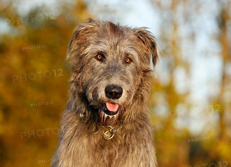 Irish Wolfhound