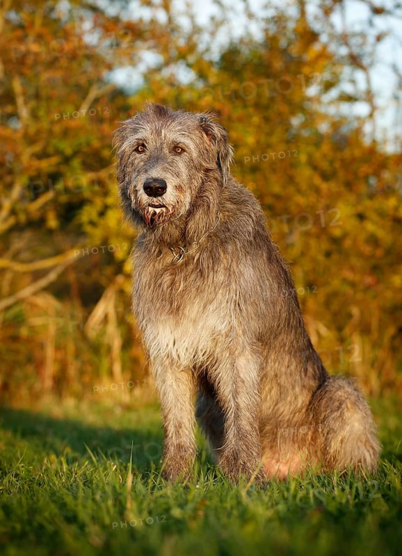 Irish Wolfhound