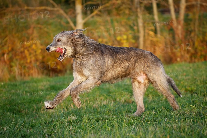 Irish Wolfhound running across a meadow