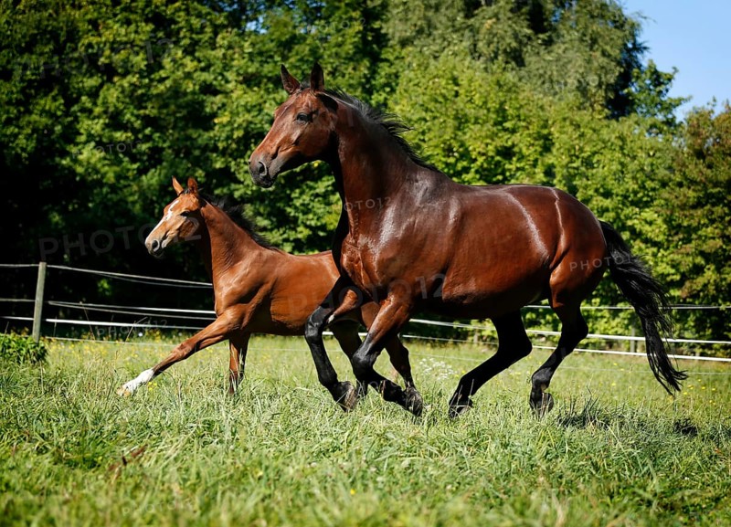 A brown mare with a foal