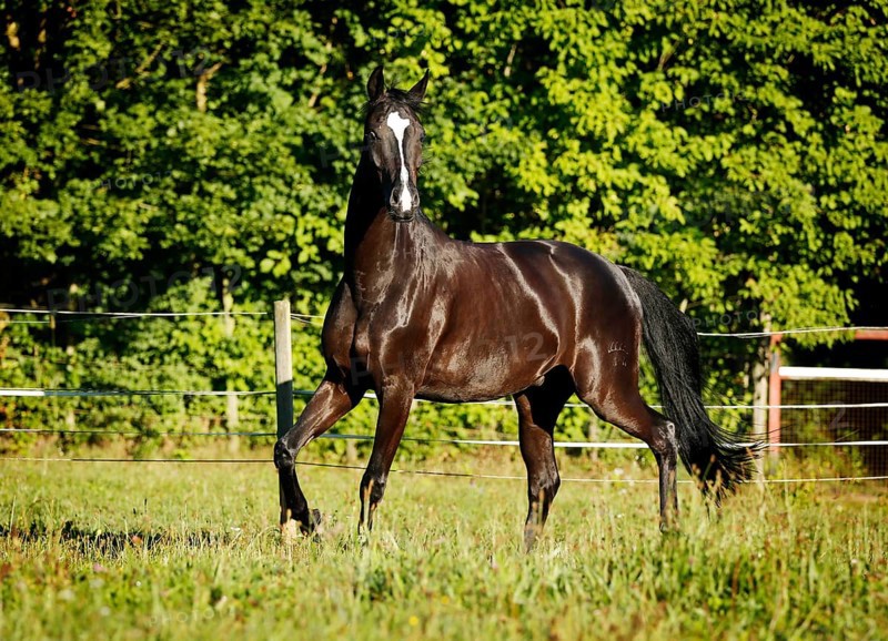 Black horse