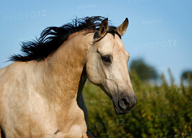 Quarter Horse