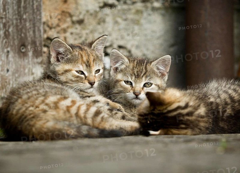 Three brown-tabby kittens lying in front of a barn wall