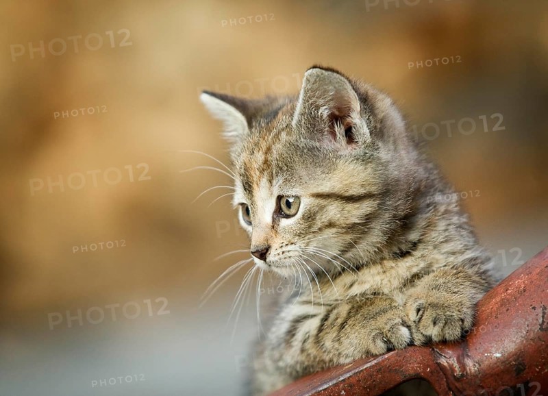 Brown-tabby kitten supporting itself on a drawbar