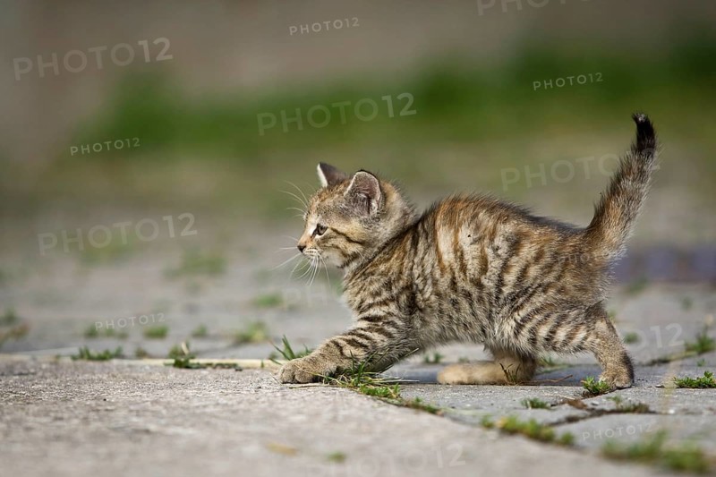 Brown-tabby kitten shirking from something