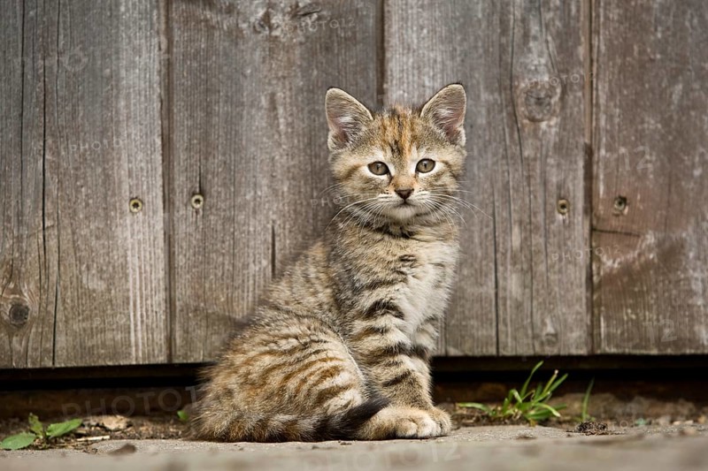 Brown-tabby kitten sitting in front of barn door