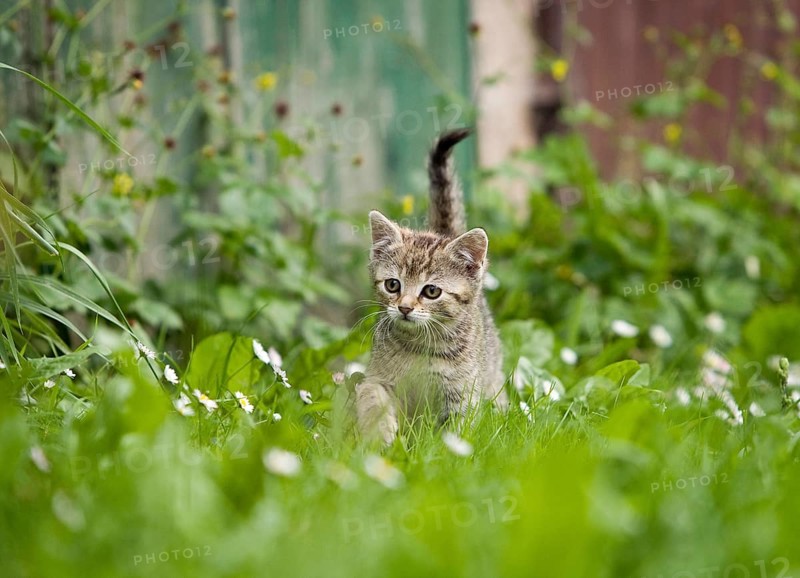 Brown-tabby kitten exploring a meadow next to a barn